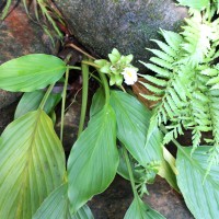 Curcuma albiflora Thwaites